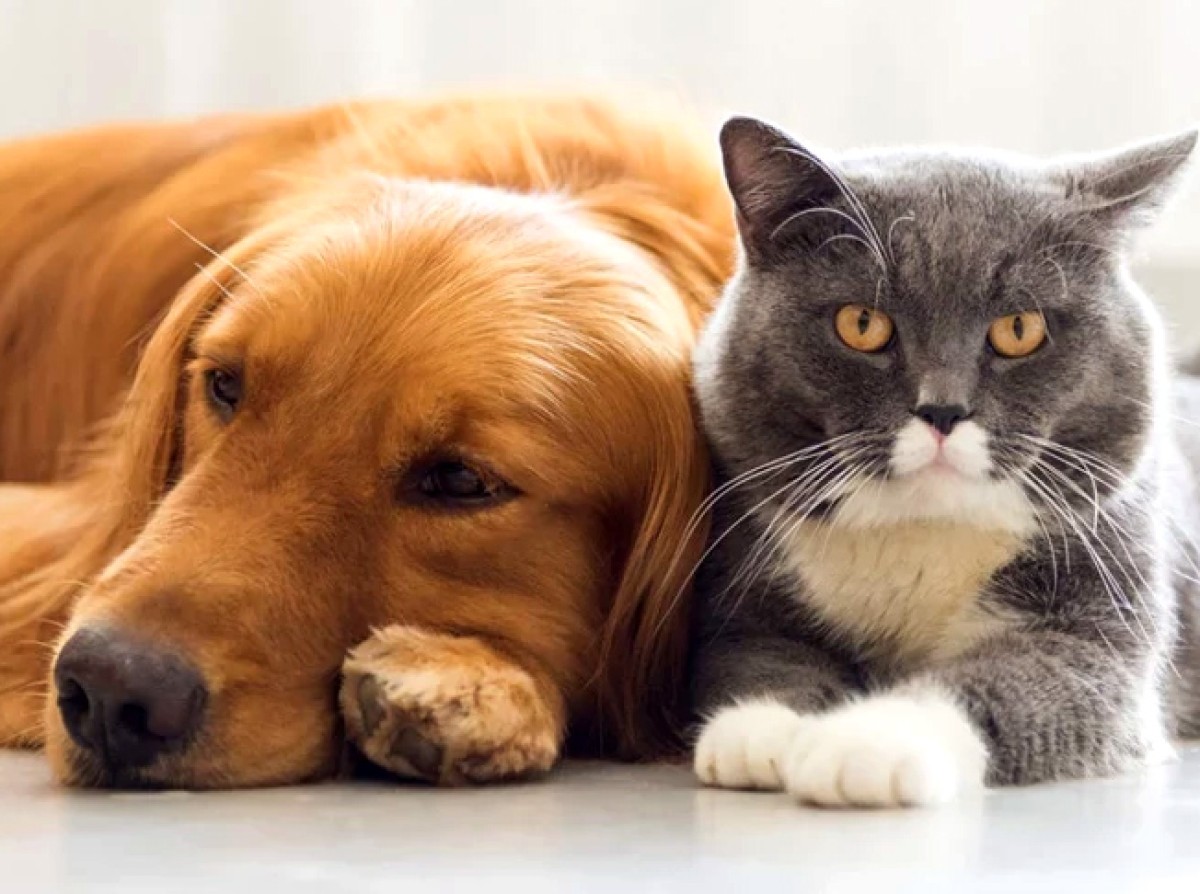 İnsan sağlamlığı və ev heyvanları